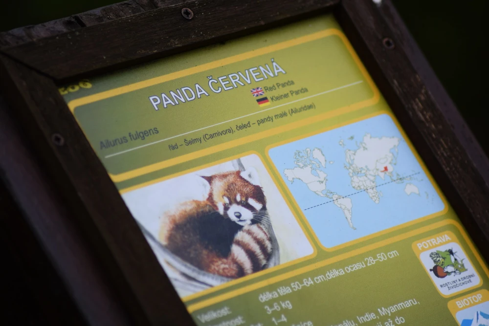 Panda roșu la Grădina Zoologică din Brno