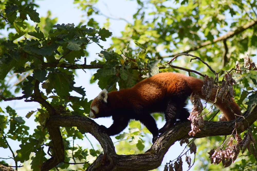 Ziua părinților adoptivi la Zoo Brno