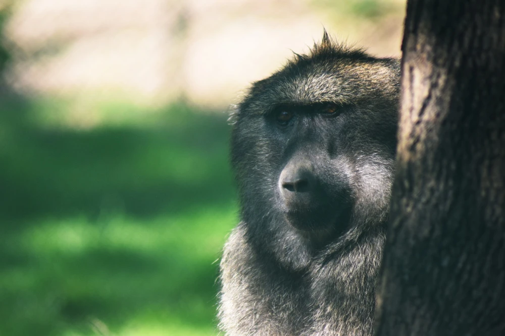 Ziua părinților adoptivi la Zoo Brno