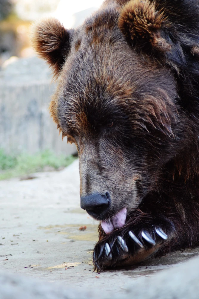 Ziua părinților adoptivi la Zoo Brno