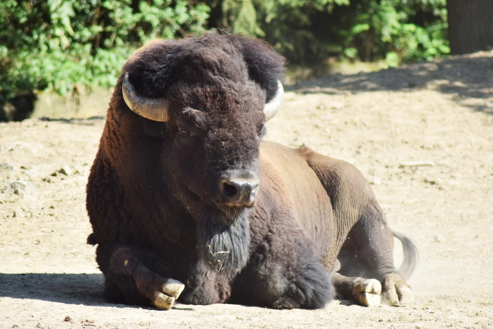 Ziua părinților adoptivi la Zoo Brno