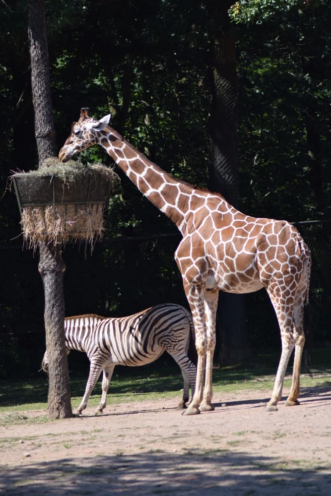 Ziua părinților adoptivi la Zoo Brno