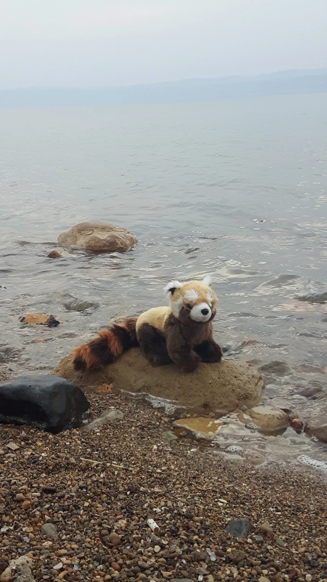 Panda în Iordania