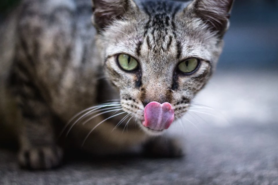 animal sălbatic