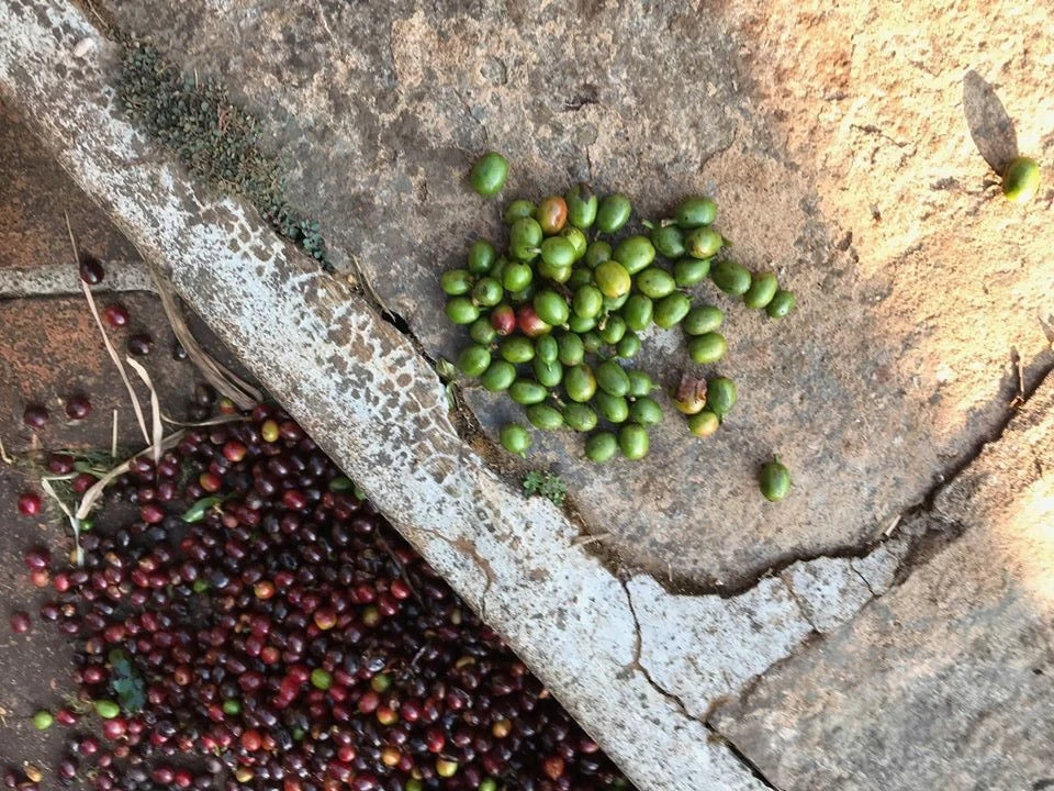 boabe de cafea neprăjite de la ferma Měsíční hora, Chikmagalur, India